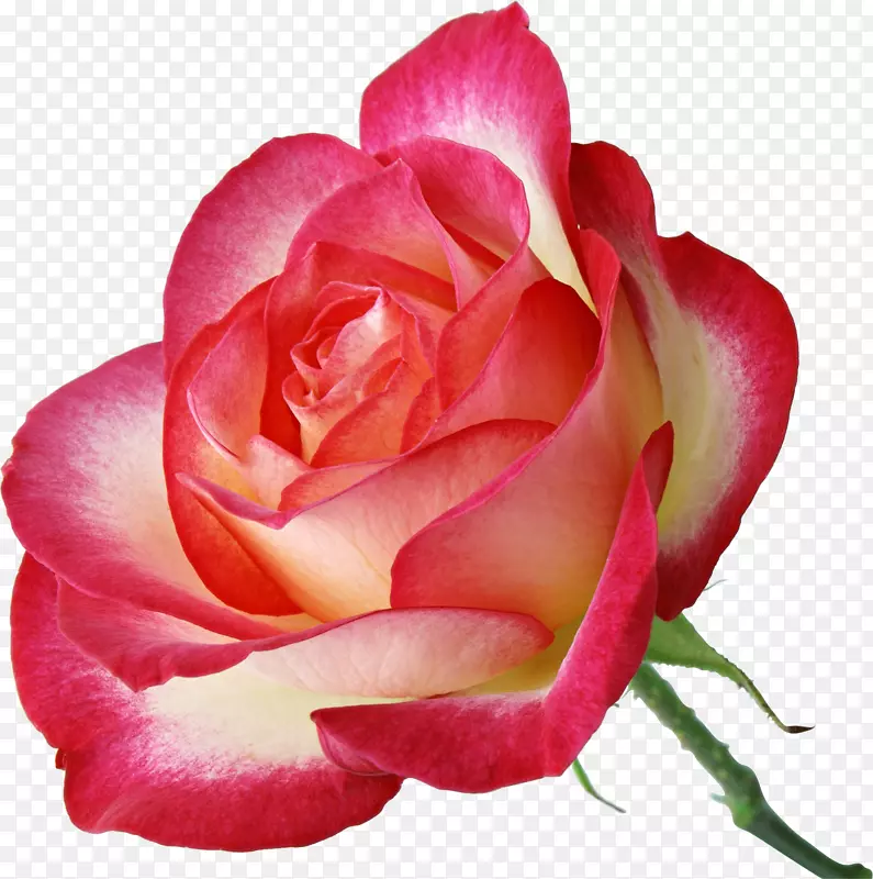 花园玫瑰粉色剪贴画-玛丽