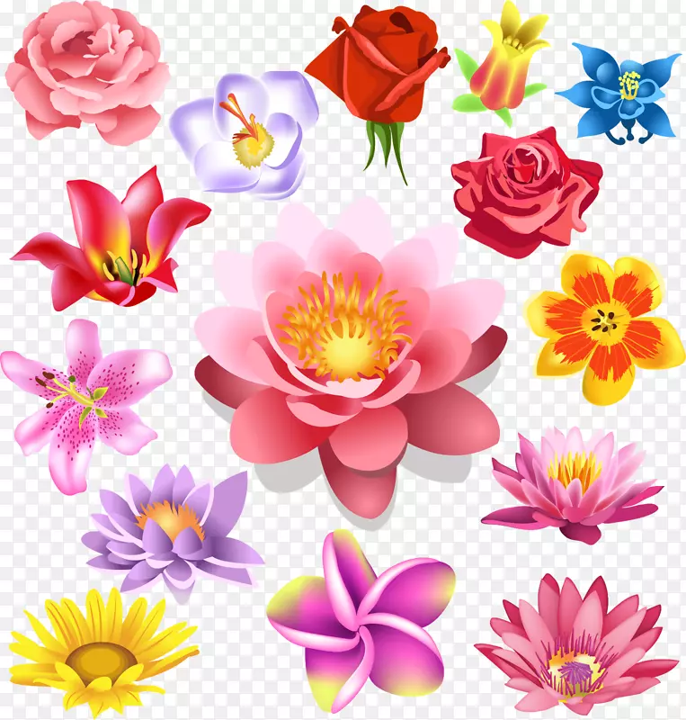 花卉一品红，摄影，版税-免费-花卉