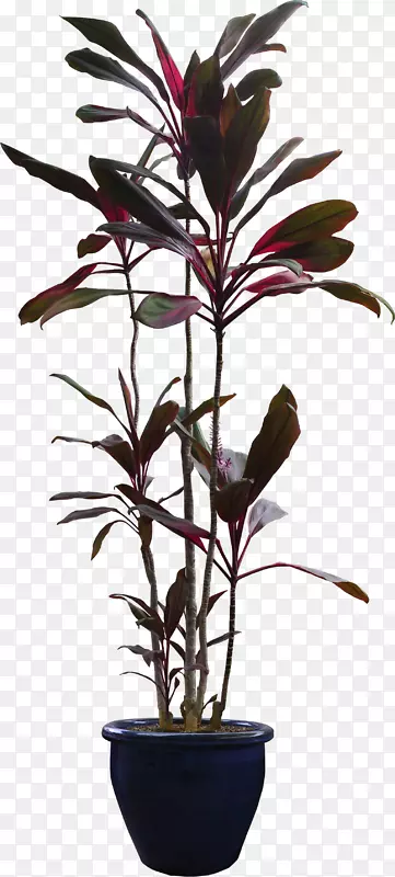 树花盆植物-花盆
