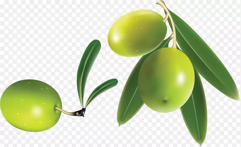 橄榄树电脑图标剪贴画-橄榄枝