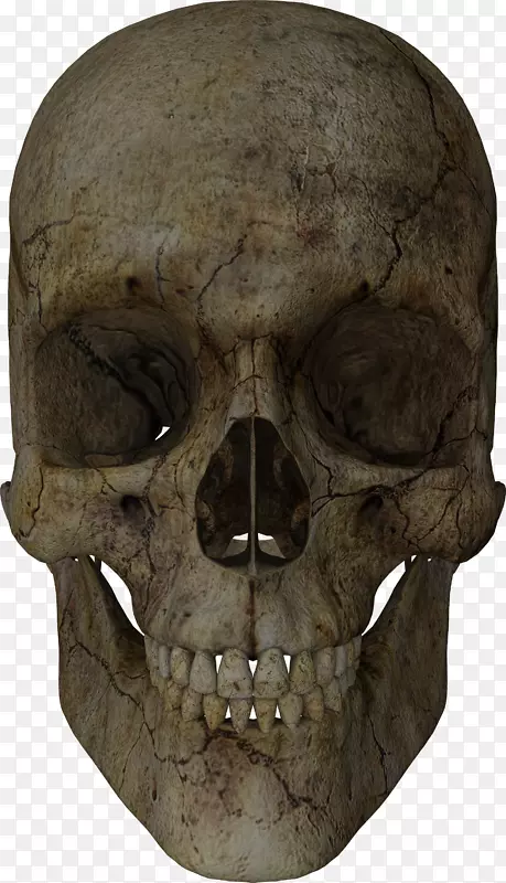 骷髅博客Totenkopf骨绘制-头骨