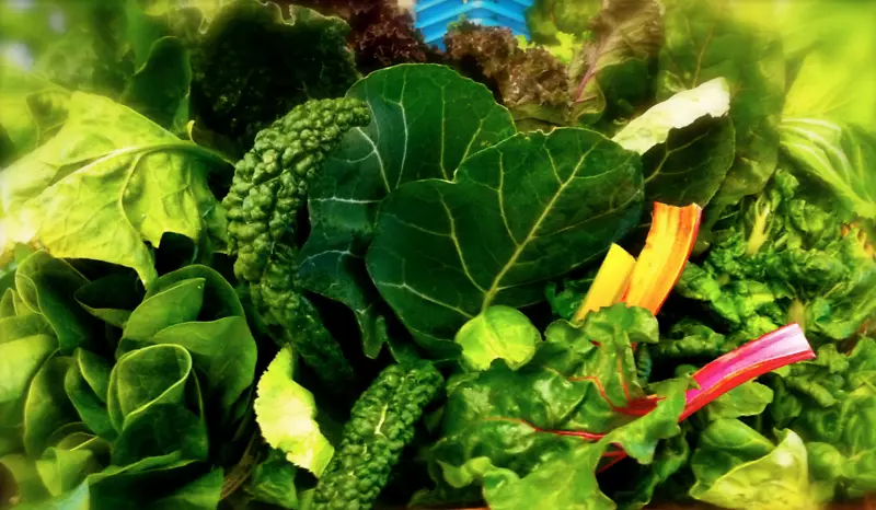 食叶蔬菜营养食品-菠菜