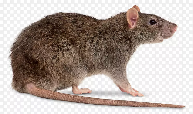 棕色大鼠，黑鼠，小鼠，剪贴画-老鼠和老鼠