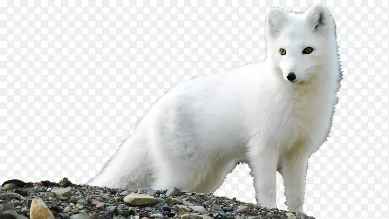北极狐高清电视桌面壁纸-北极狐