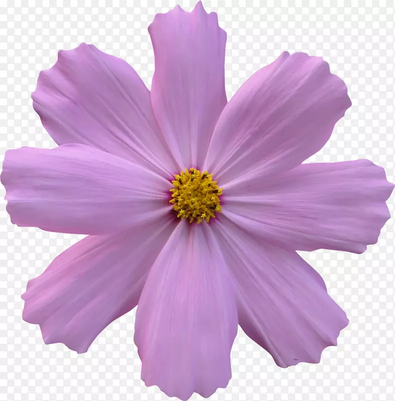 玫瑰花园-紫花