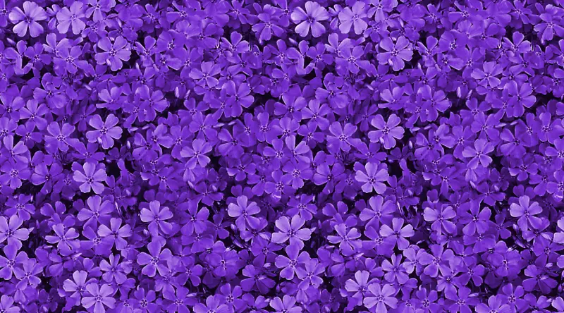 粉红花紫色墙纸紫色花