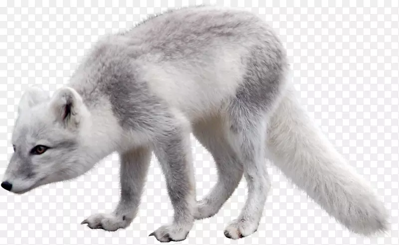 北极狐北极熊北极野兔北极狐