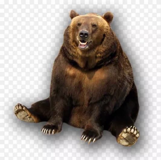 棕熊灰熊