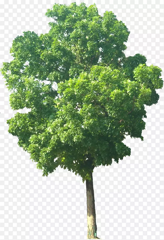 印度大叶枯草(Mahagoni)红木-乔木
