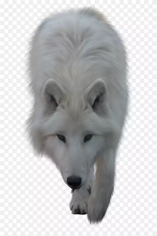 北极狼夹艺术北极狐