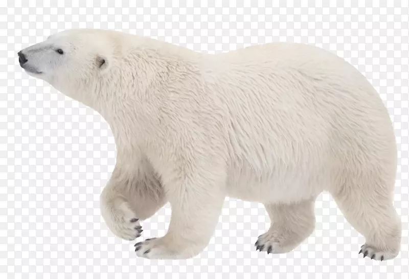 北极熊科迪亚克北极熊夹艺术熊
