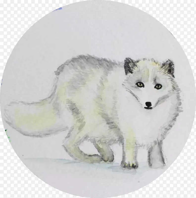 北极狐阿拉斯加冻原狼红狐犬科北极狐