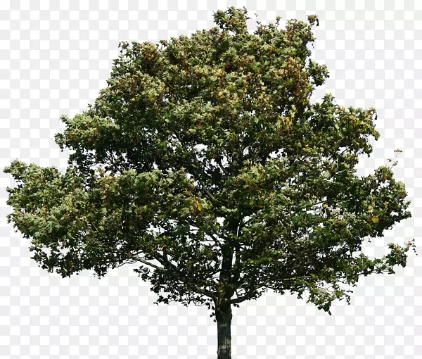 栎树沼泽西班牙橡树