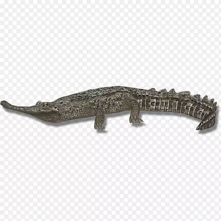 鳄鱼，尼罗河鳄，美洲鳄鱼-鳄鱼