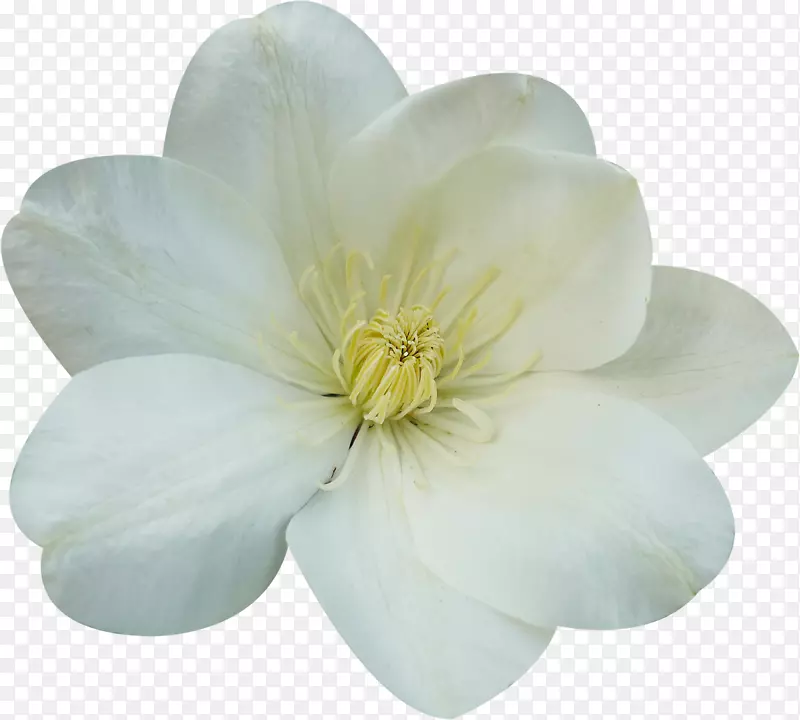 开花植物木兰科-白花