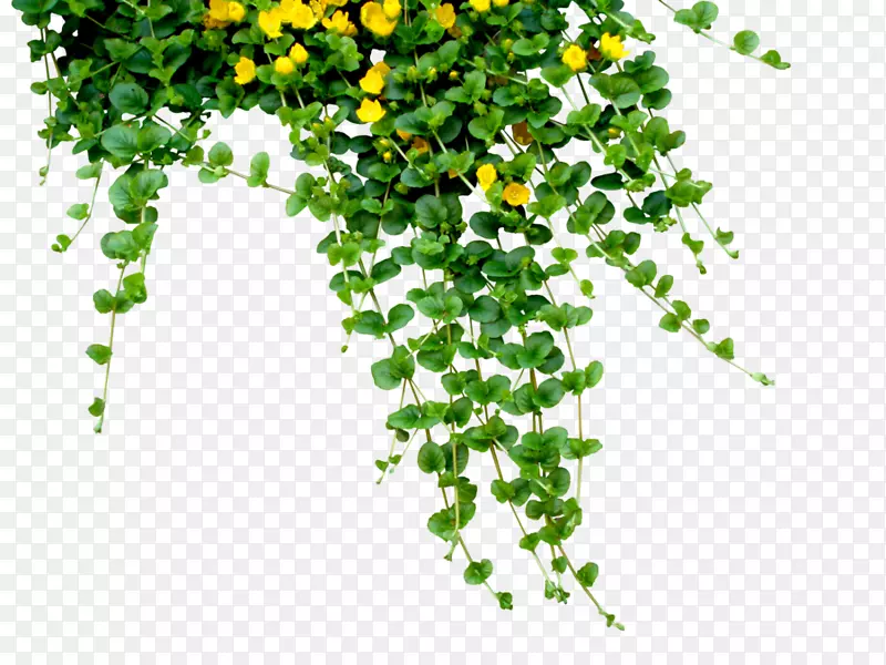 植物插花艺术-花环