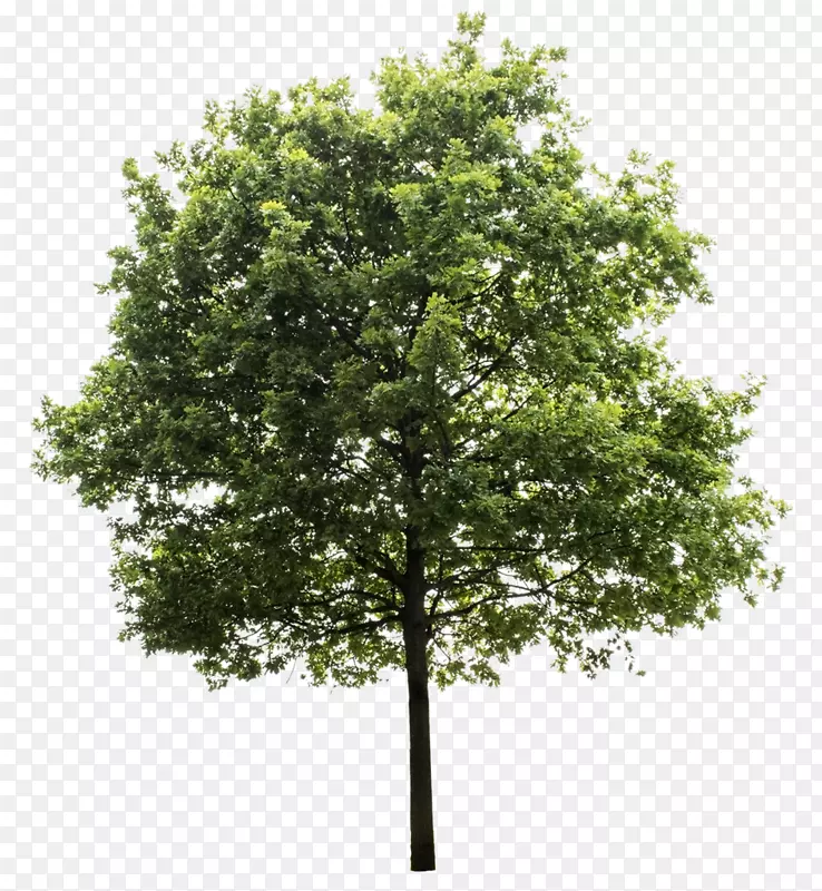 栎树剪贴画