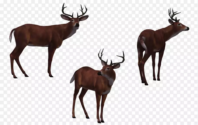 猎鹿人三维电脑图形-鹿