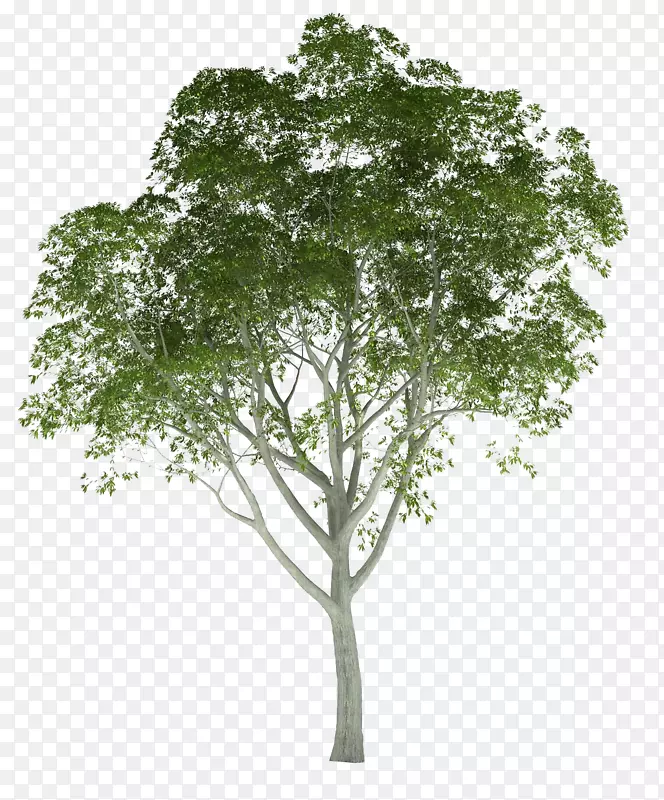 建筑渲染树建筑三维渲染树