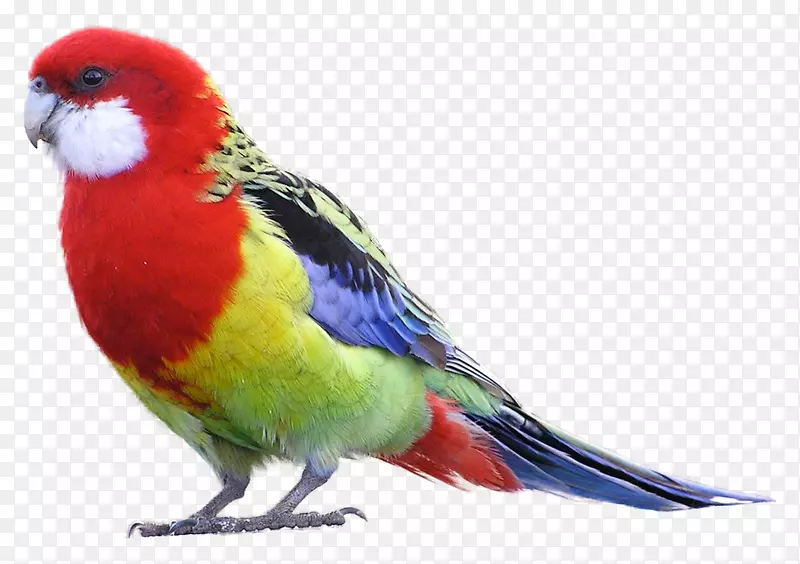 东罗塞拉鹦鹉，深红色罗塞拉绿罗塞拉-鸟类