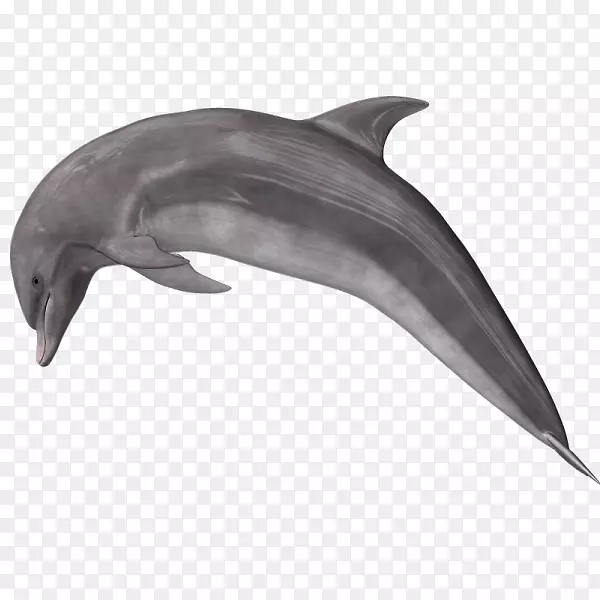 普通宽吻海豚短喙普通海豚粗齿白海豚