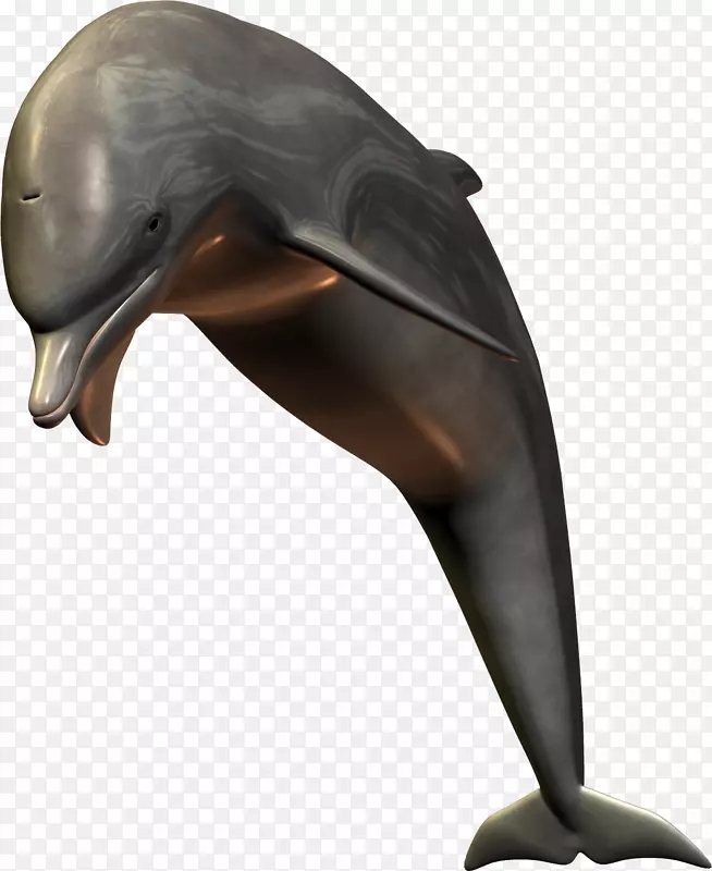 普通宽吻海豚短喙普通海豚图库溪海豚