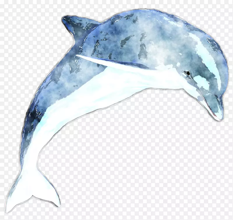 普通宽吻海豚粗齿海豚图库溪短喙普通海豚