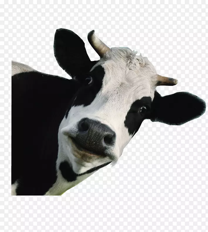荷斯坦，弗里西亚牛，泽西牛，牛乳，牛犊，奶牛-奶牛
