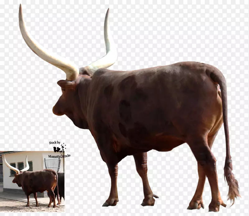 得克萨斯州长角牛-瓦图西·泽布牛-水牛