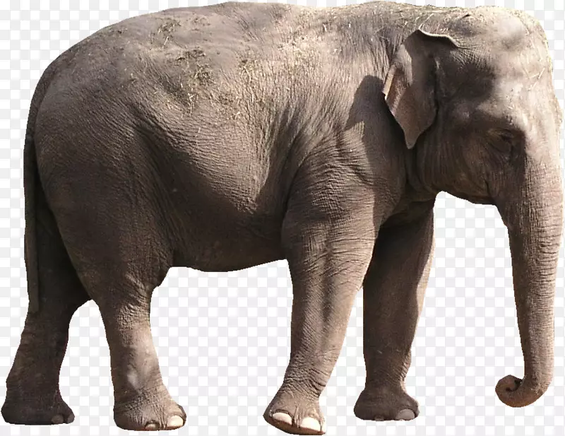 非洲灌木象亚洲象