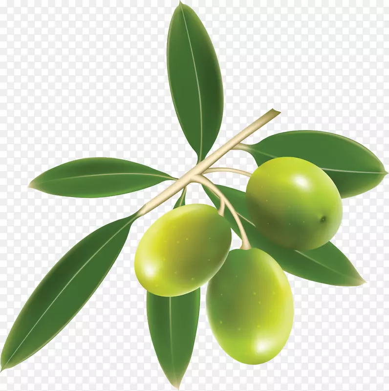 橄榄油地中海菜剪贴画-橄榄叶
