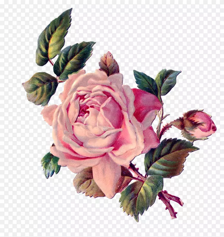 玫瑰花粉色剪贴画-古董