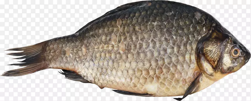 鱼类数字图像剪辑艺术-鱼类
