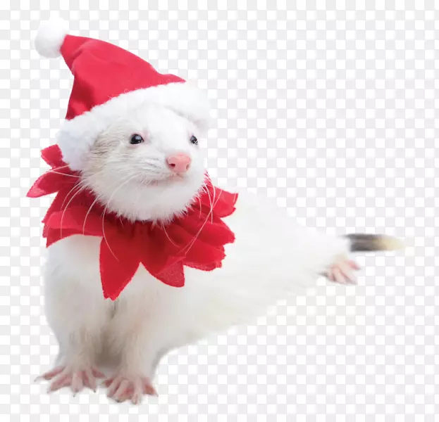 雪貂，鼠类，圣诞老人，服装，小雪貂