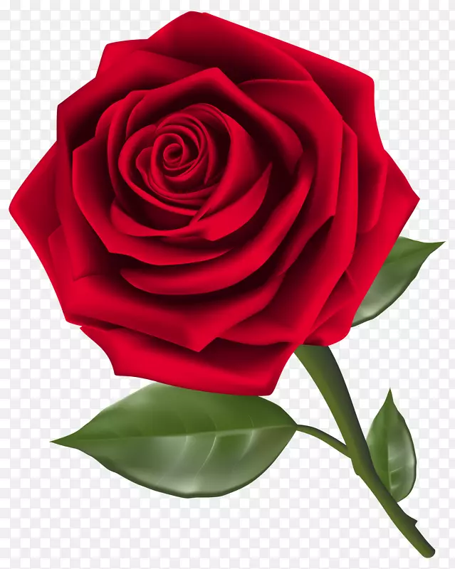 玫瑰插花艺术-护身符