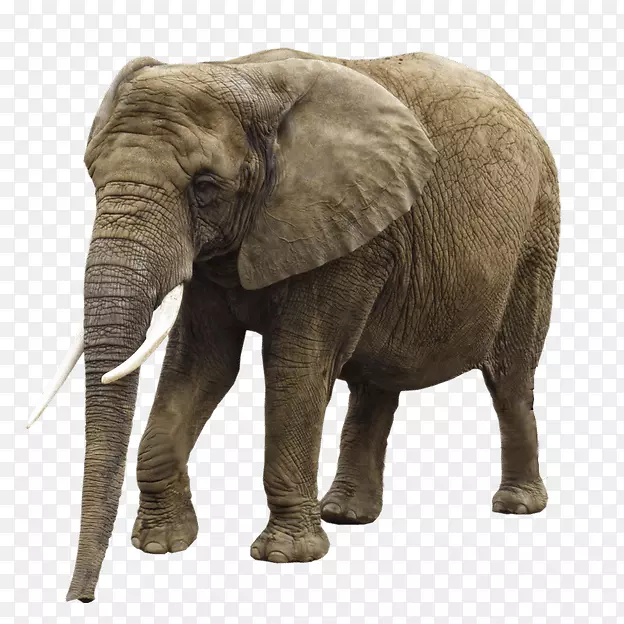 非洲森林象剪贴画-大象