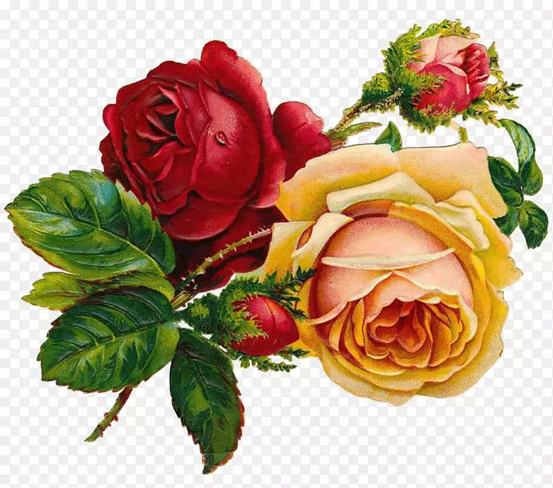 玫瑰花素描-艺术作品