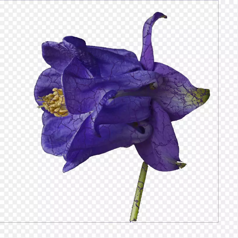 紫薰衣草紫丁香兰花