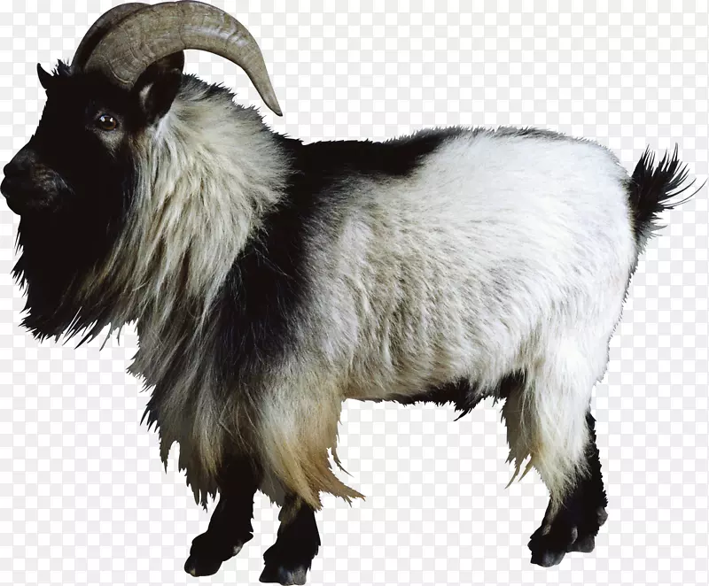 波尔山羊尼日利亚矮山羊牛羊野性山羊