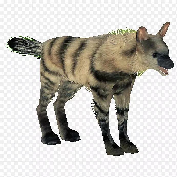 鬣狗狼食肉鬣狗