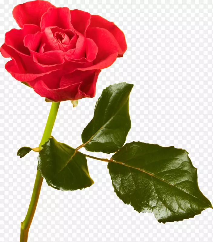 海滩玫瑰切花红色蜈蚣玫瑰-红玫瑰