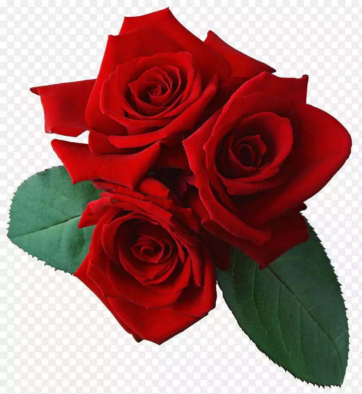 桌面壁纸玫瑰显示解析度剪贴画-红玫瑰