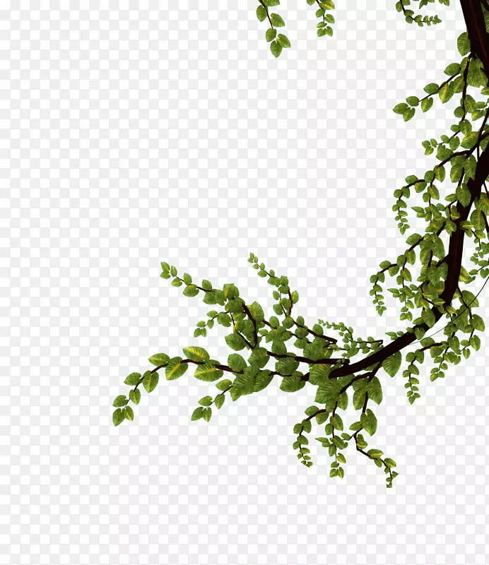 树枝、叶、植物、花卉-自然PNG图片素材下载_图片编号663621-PNG素材网