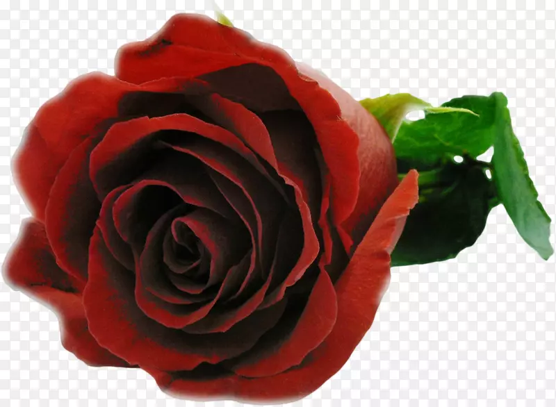 花束花园玫瑰爱电子贺卡-红玫瑰