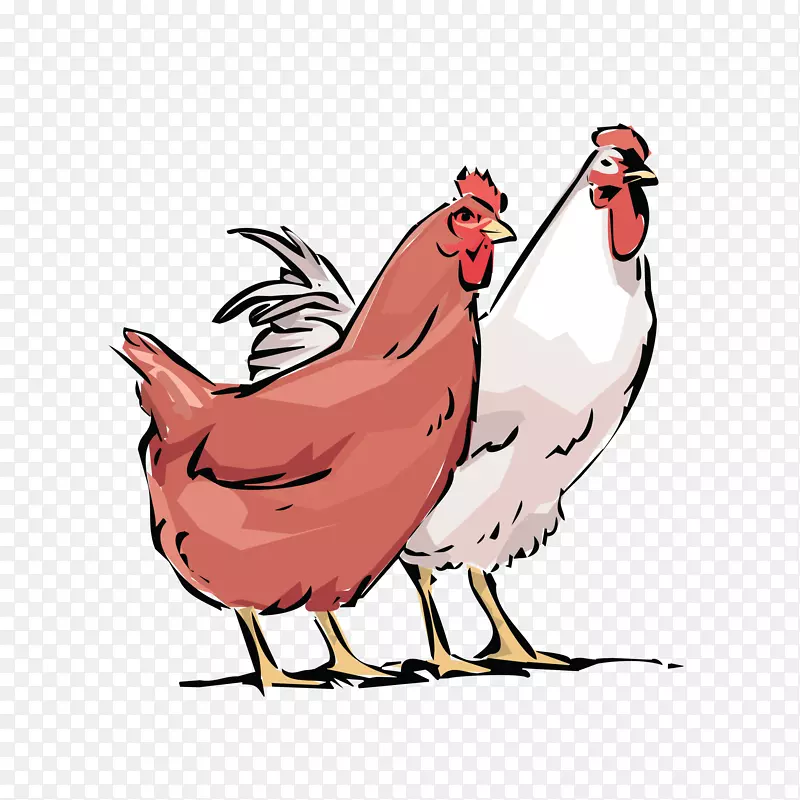 莱霍恩鸡，公鸡，家禽养殖，家禽-公鸡