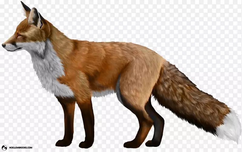 驯化红狐剪贴画-狐狸