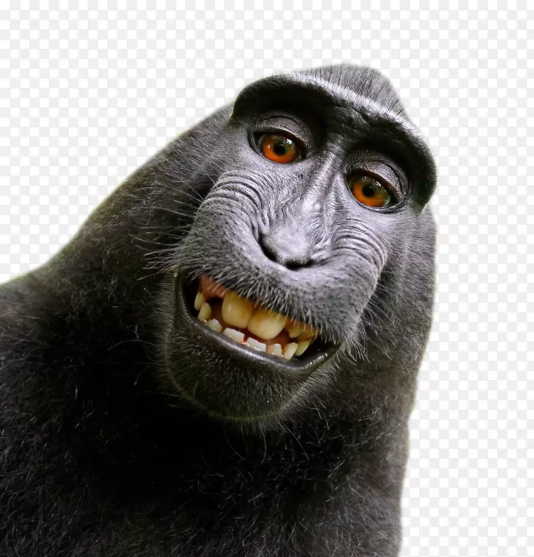 西莱布山猕猴自拍摄影师，人们对动物的伦理对待-滑稽