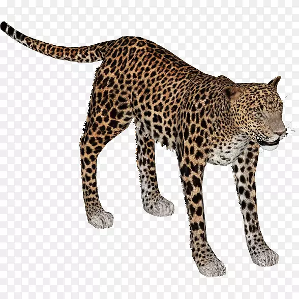 非洲豹狮印度豹猎豹