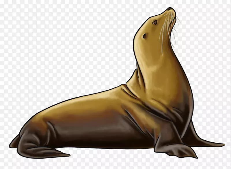 海狮海象海洋-海港海豹