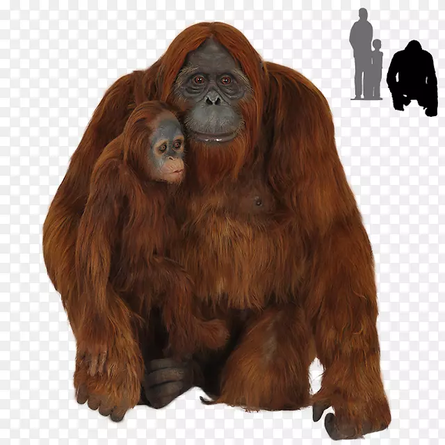 大猩猩黑猩猩婆罗洲猩猩灵长类猩猩